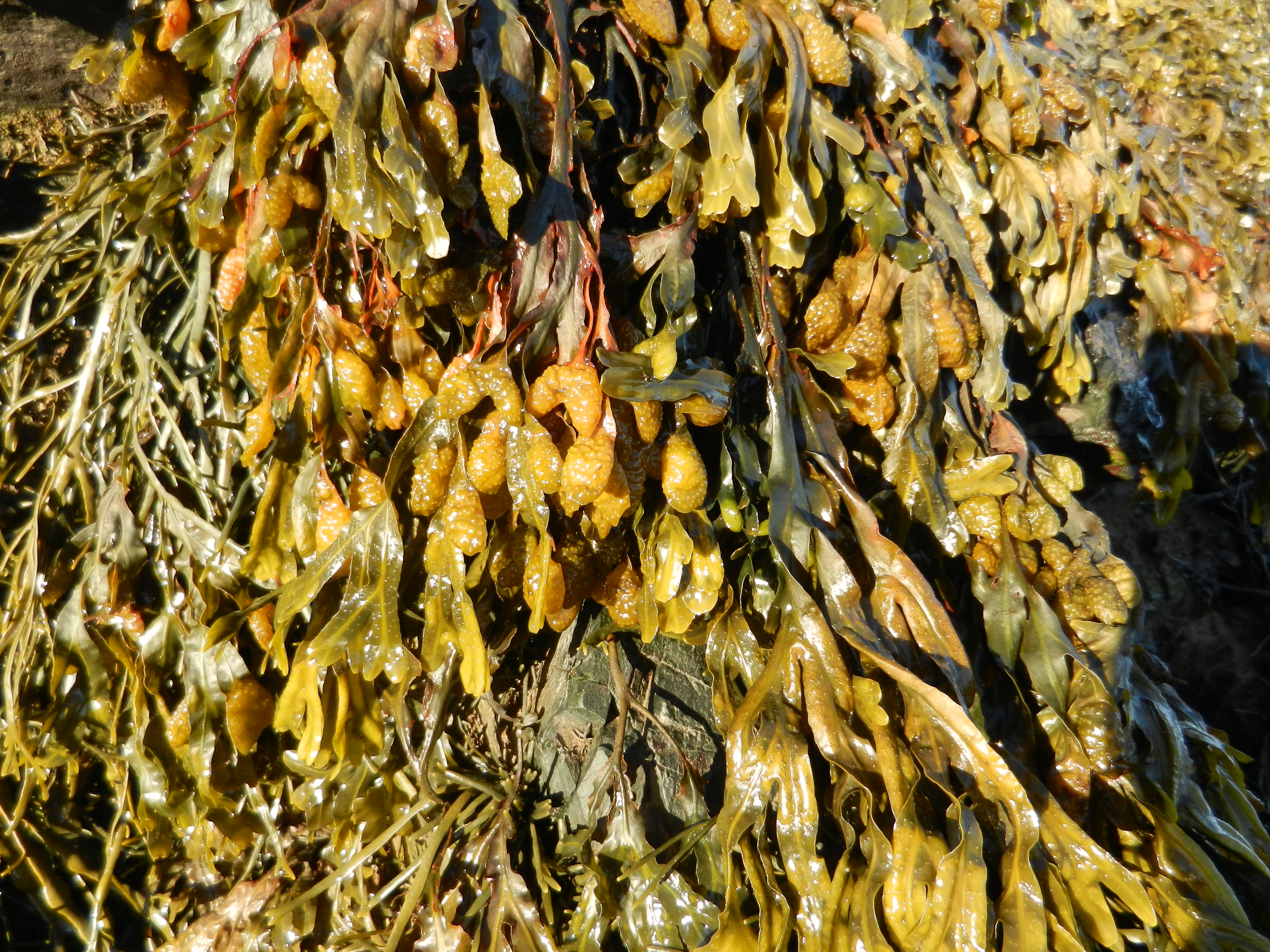 Fucus spiralis, growing in the upper intertidal zone of the Bay of Fundy, New Brunswick, Canada. The reproductive parts, the receptacles, are visible; they contain monoecious conceptacles with both male and female reproductive organs (photo credit: Thierry Chopin).